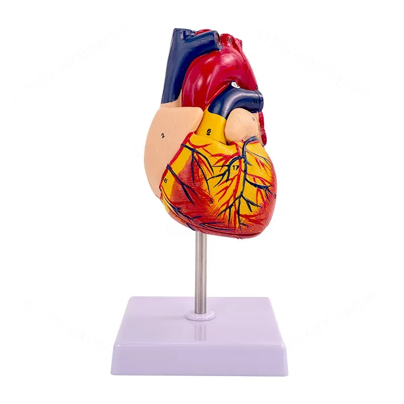 1:1 Menschliches Herz-Anatomie – Medical Lab Ultrasound Bewertung und Preis