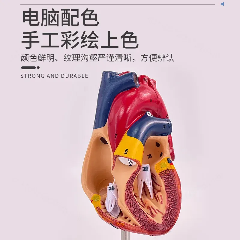 1:1 Menschliches Herz-Anatomie – Medical Lab Ultrasound Bewertung und Preis
